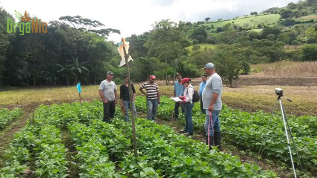 Proceso De Formación En Producción.