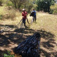 Proceso De Formación En Producción De Fresas