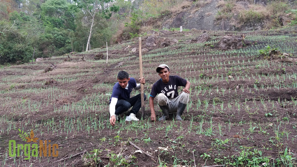 Proceso De Formación En Producción – San Jerónimo.