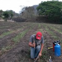 Primer Monitoreo En Granos Básicos