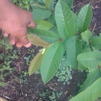 Seguimiento A Parcelas De Fresas En La Comunidad De Buena Vista