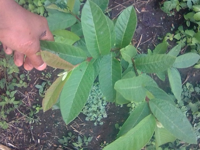 Seguimiento A Parcelas De Fresas En La Comunidad De Buena Vista