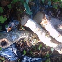 Seguimiento Al Cultivo De Hongo Shiitake