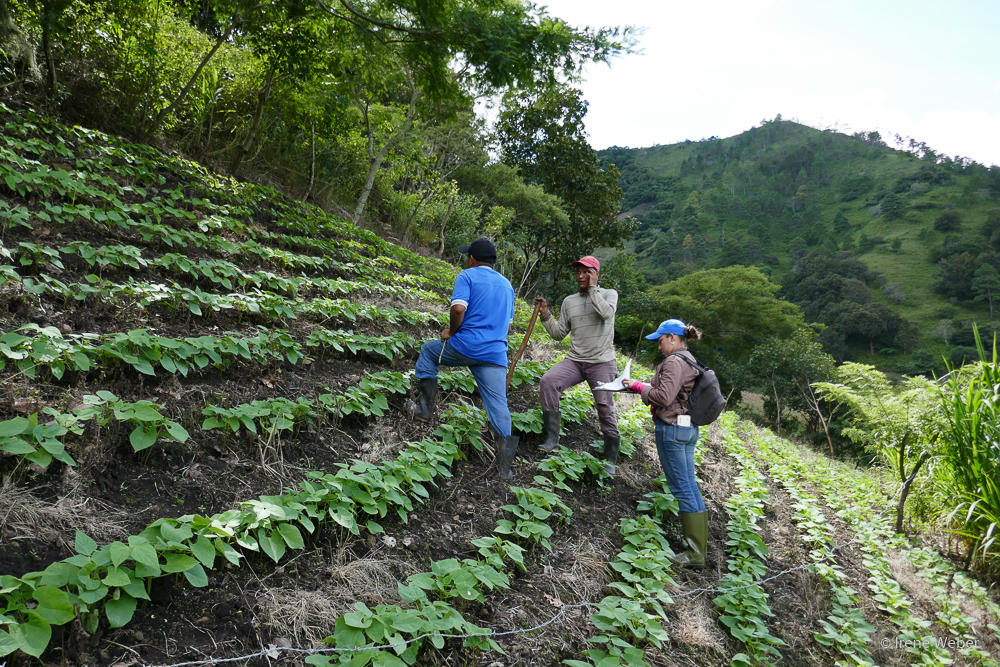 Proyecto: Grano Joven