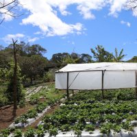 Fortalecimiento De Las Capacidades Productivas Para El Cultivo De La Fresa