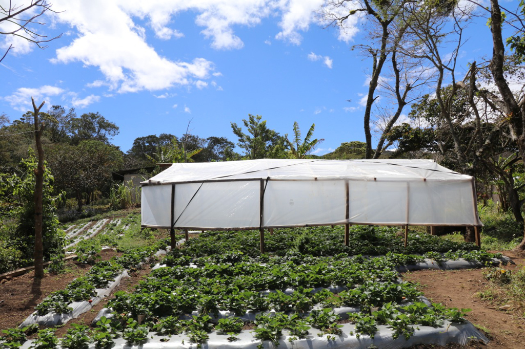 Fortalecimiento De Las Capacidades Productivas Para El Cultivo De La Fresa