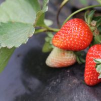 El Sueño De La Excelencia: Jóvenes Productores De Fresas En Las Sabanas