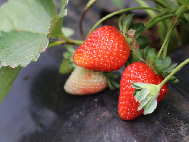 El Sueño De La Excelencia: Jóvenes Productores De Fresas En Las Sabanas